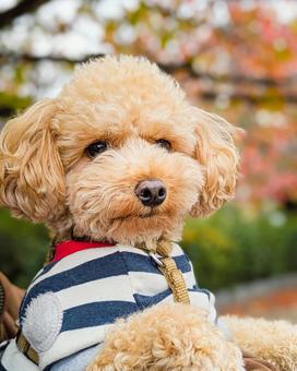 紅葉とトイプードル 犬,紅葉,秋の写真素材