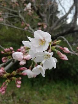 桜 桜の写真
