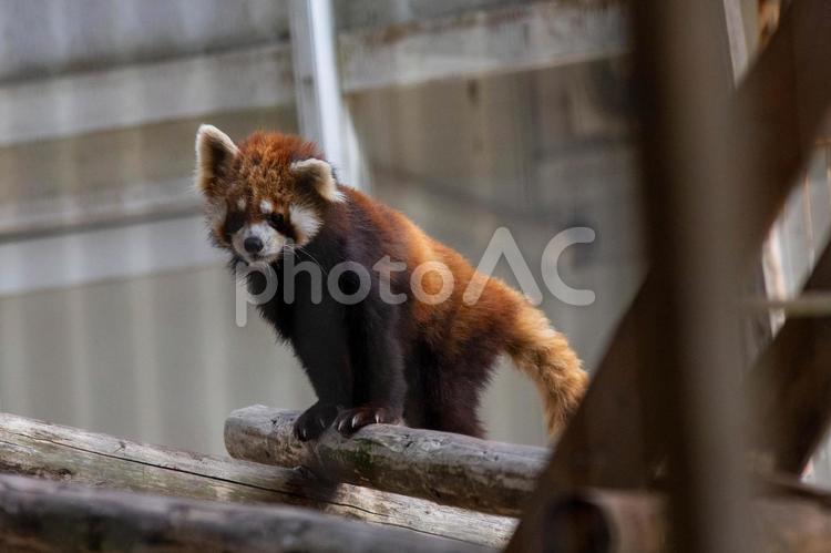 レッサーパンダ レッサーパンダ,生き物,動物の写真素材