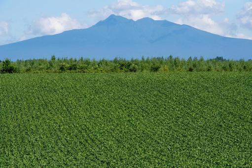 緑豊かな畑の向こうに姿を見せる斜里岳 緑豊かな畑の向こうに姿を見せる斜里岳 畑,大地,緑の写真素材