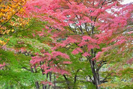 緑の中で美しく色づく木々4の写真