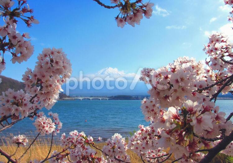 桜と富士山と河口湖 桜,さくら,サクラの写真素材