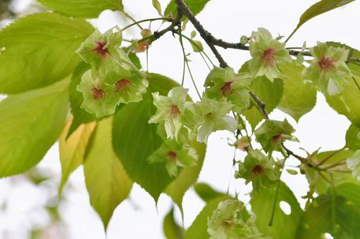 黄緑色の桜　御衣黄 御衣黄,花,桜の写真素材