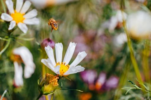 コスモスとハチ コスモス,ハチ,花の写真素材