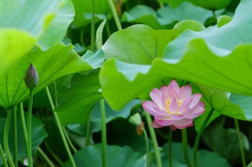 lotus, JPG lotus, JPG