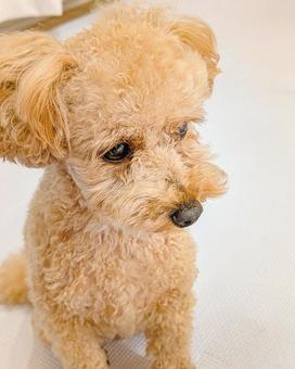 しょんぼりするトイプードル しょんぼりするトイプードル 犬,留守番,お留守番の写真素材