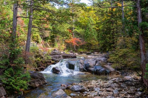 秋 紅葉,初秋,自然の写真素材