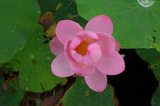 Photo, chusonji boss, lotus, pink flowers, 