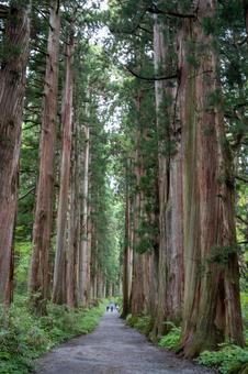 戸隠神社 奥社 参道の風景3 戸隠神社 奥社 参道の風景3 戸隠神社,奥社,参道の写真素材
