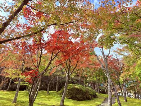鮮やかな紅葉 紅葉,モミジ,秋の写真素材