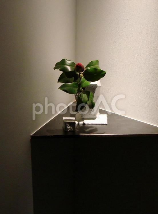 椿の蕾の一輪挿し 椿,蕾,一輪の写真素材
