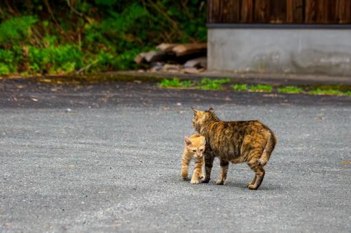 猫(143) 猫(143)の写真