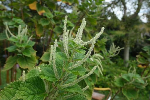 ラセイタソウの花 ラセイタソウの花の写真