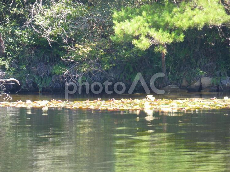 初夏の森と池・・蓮002 湖面,睡蓮,落ち着くの写真素材