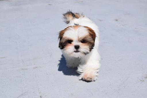 シーズー 子犬 シーズー 子犬 シーズー,犬,子犬の写真素材