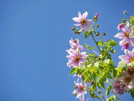 青空に映える皇帝ダリアの花 皇帝ダリア,花,青空の写真素材