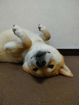 へそ天アピールする柴犬くるみです！ 犬,柴犬,shibainuの写真素材
