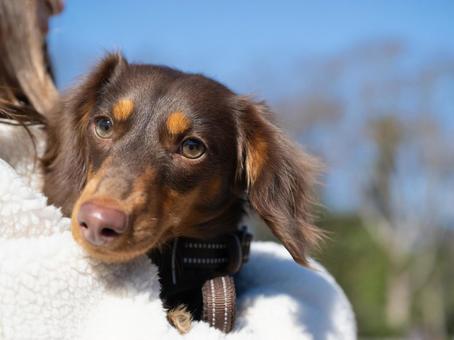 飼い主に抱かれて見つめるダックスフンド 飼い主に抱かれて見つめるダックスフンド 犬,ダックスフンド,茶色の写真素材