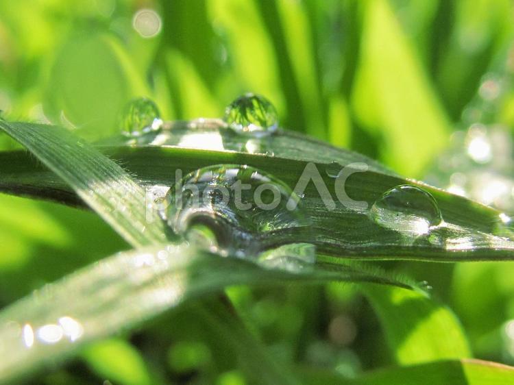 自然の水滴と輝く朝の光 水滴,しずく,雨の写真素材