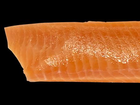 サケ サケ,鮭,塩鮭の写真素材