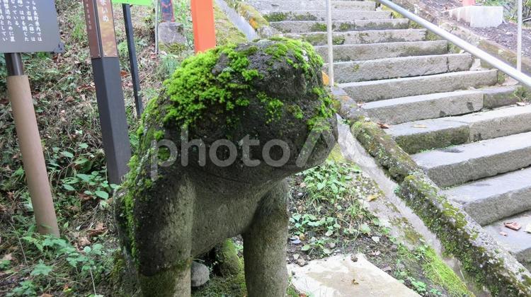 旧碓氷峠熊野皇大神社の狛犬 長野県,軽井沢,旧碓氷峠の写真素材
