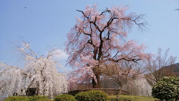 円山公園の桜 円山公園の桜の写真