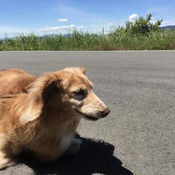 散歩 散歩 散歩,犬,ペットの写真素材