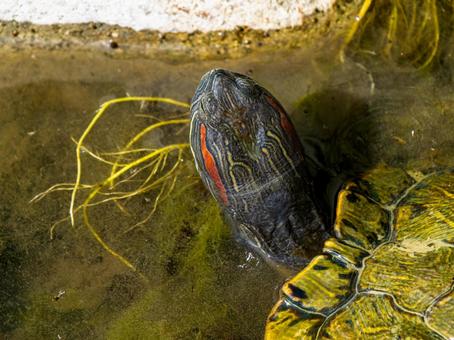 水辺のアカミミガメ アカミミガメ,ミドリガメ,カメの写真素材