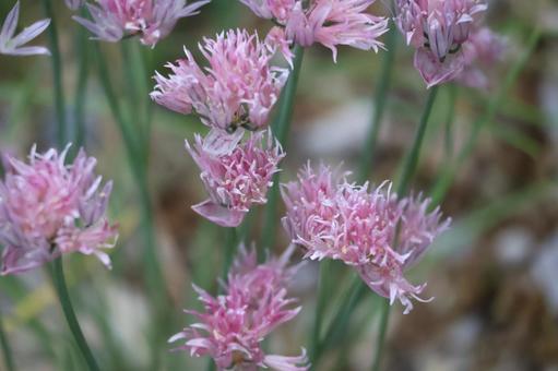 満開のピンクのシブツアサツキの花のアップ 満開のピンクのシブツアサツキの花のアップの写真