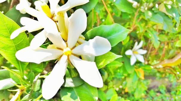 白い花 白い花の写真