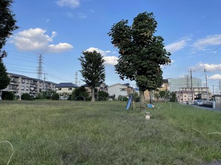 公園の木の写真