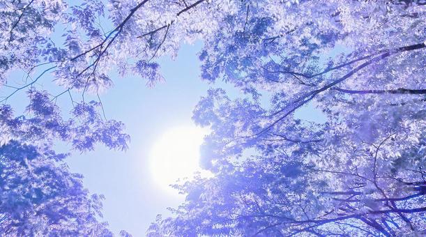 冷めた太陽 冷めた太陽の写真