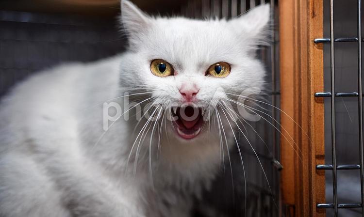 警戒して怒っている白猫 猫,動物,威嚇の写真素材