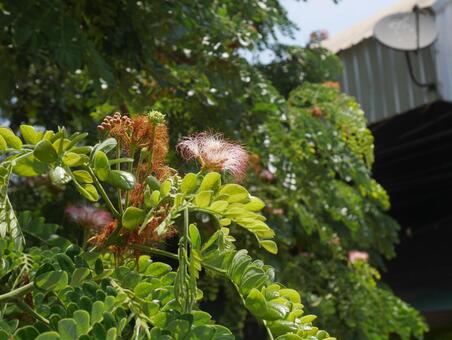 花　自然　素朴の写真