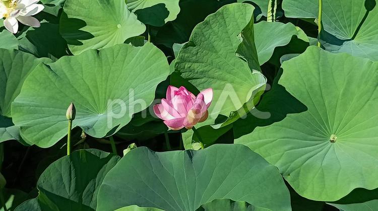 十日町二ツ屋の二千年蓮（大賀蓮・古代蓮） 二千年蓮,大賀蓮,古代蓮の写真素材