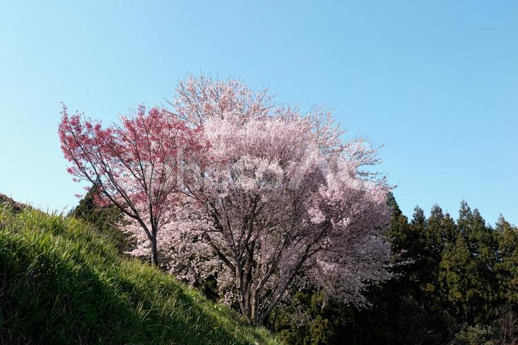 青空の下の満開の山桜 木,空,自然の写真素材