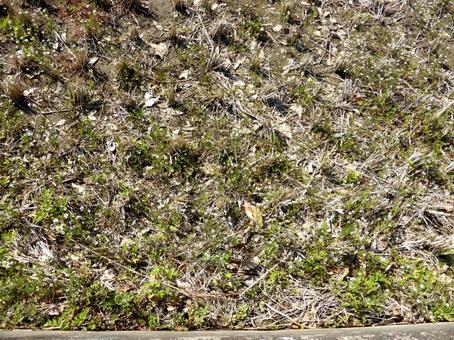 細かな草花が生え始めた稲刈り後の水田 細かな草花が生え始めた稲刈り後の水田 田畑,田んぼ,水田の写真素材