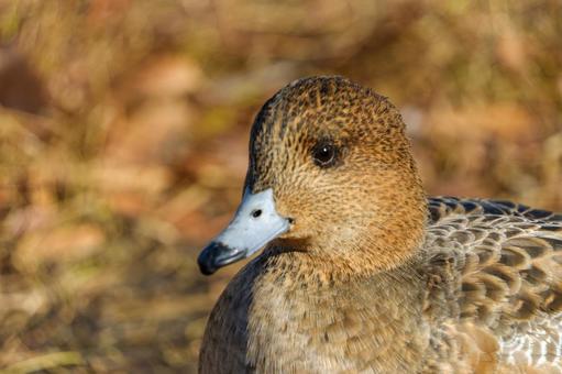 冬の日差しに佇むヒドリガモ 冬の日差しに佇むヒドリガモ ヒドリガモ,鳥,水鳥の写真素材