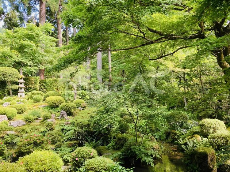 京都大原三千院　青もみじ 京都,大原,三千院の写真素材