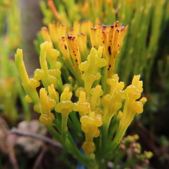マツバラン（松葉蘭） マツバラン,松葉蘭,花の写真素材