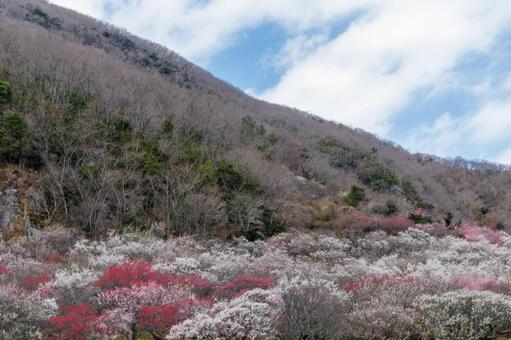 カラフルな梅林のある風景 梅,迎春,梅の花の写真素材