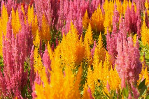 ケイトウ ケイトウの写真