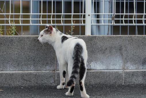 フェンスの向こうの様子を見る牛柄猫 牛柄猫,cawcat,ハチワレ猫の写真素材