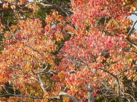 【紅葉写真】美しい紅葉 紅葉,自然,風景の写真素材