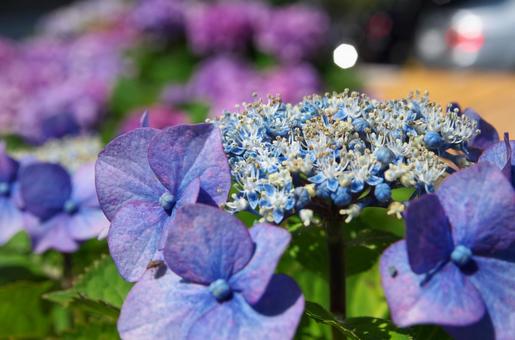紫陽花 4 紫陽花 4の写真