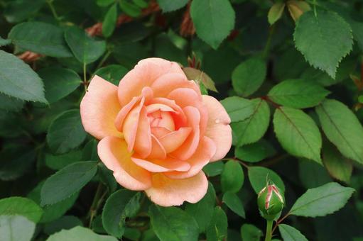 オレンジ色のバラの花の写真