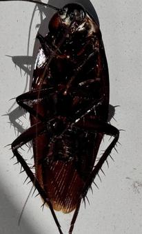 ゴキブリ死骸 裏側接写 ゴキブリ死骸 裏側接写 ゴキブリ,ワモンゴキブリ,害虫の写真素材