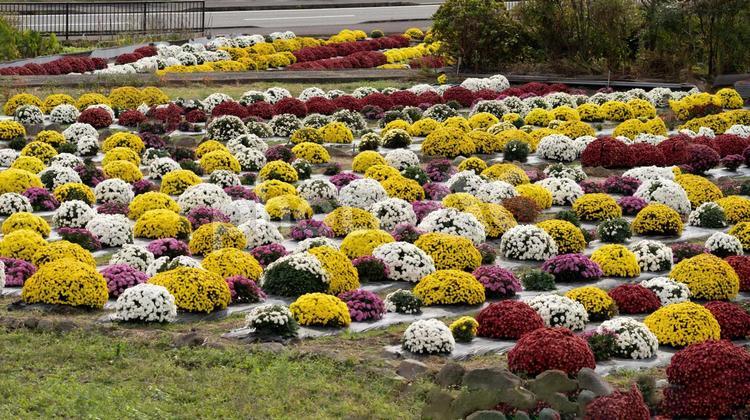 丸く色鮮やかな「クッションマム：ザル菊」の花が可愛い ザル菊,クッションマム,菊の花の写真素材