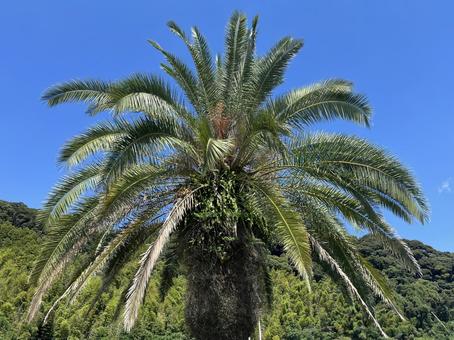 青空とヤシの木 ヤシの木,空,自然の写真素材