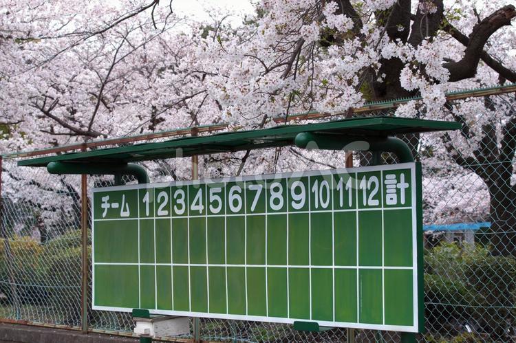 桜の下に点数なしの点数版 桜,ピンク,点数版の写真素材